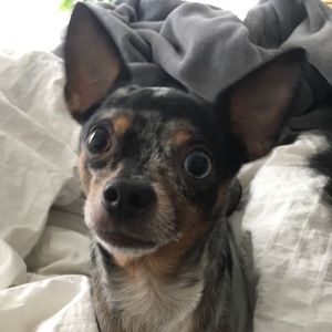 Meet your Posher, J.